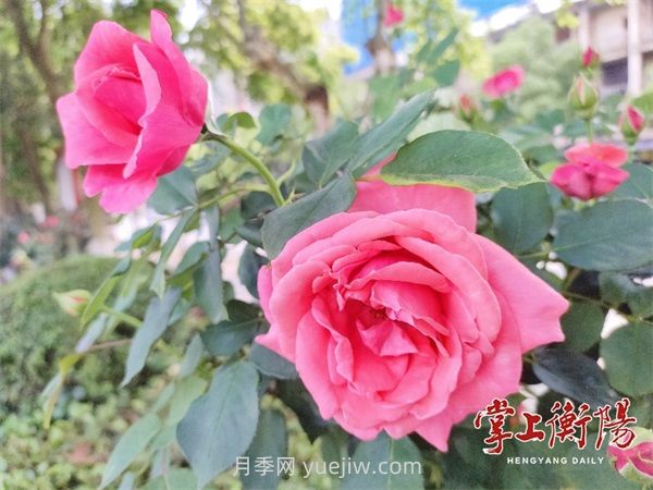 衡陽(yáng)環(huán)江月季花廊喜綻春色(圖1)
