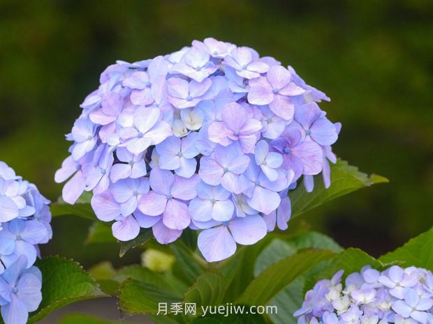繡球花的養殖方法和注意事項(圖1)
