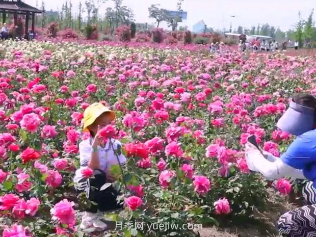 鹽城射陽(yáng)縣鶴鄉菊海8萬(wàn)株月季花盛放，打卡圣地(圖1)
