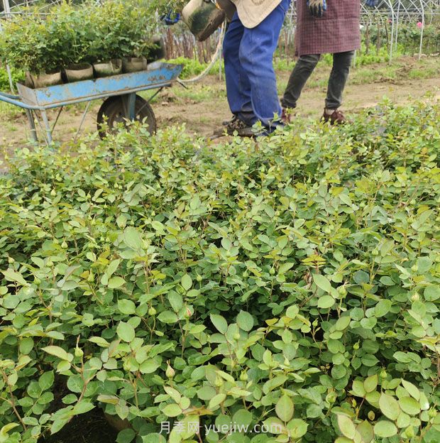 2500棵矮壯美植袋月季苗綠化校園花壇景觀(guān)(圖2)