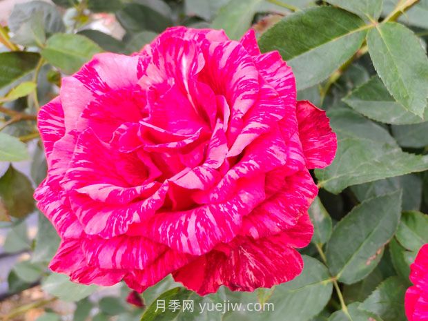 推薦16種雙色條紋月季品種，感受色彩與線(xiàn)條的碰撞(圖7)