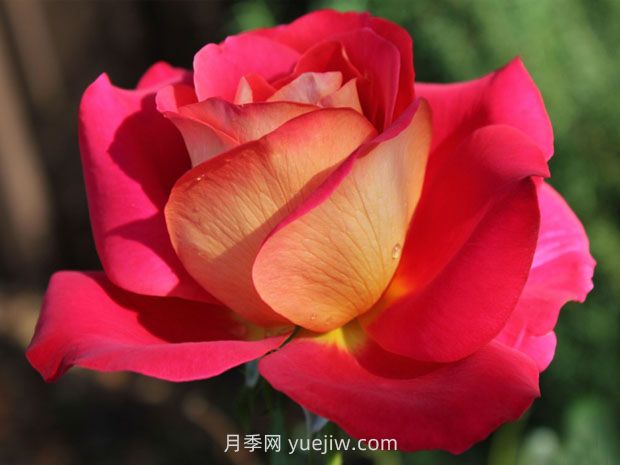 希望月季/吉普賽狂歡節(圖4)