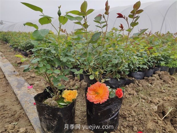 月季花怎么繁殖？(圖1)