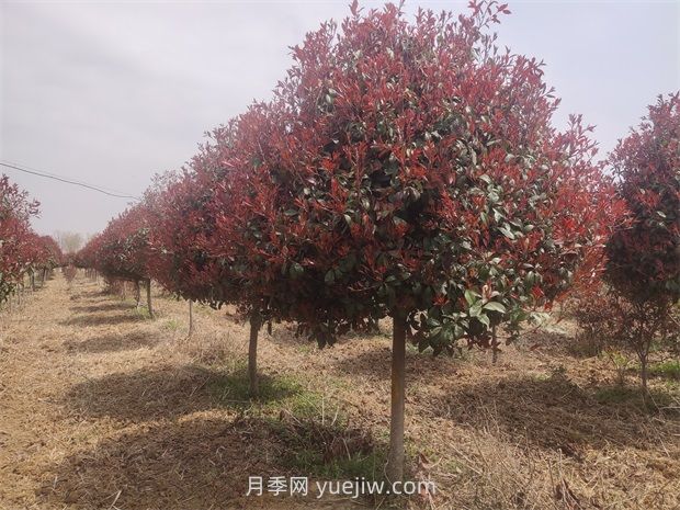 南陽(yáng)鎮平苗木花卉產(chǎn)業(yè)綻放美麗經(jīng)濟(圖2)