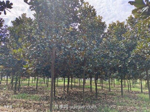南陽(yáng)鎮平苗木花卉產(chǎn)業(yè)綻放美麗經(jīng)濟(圖3)