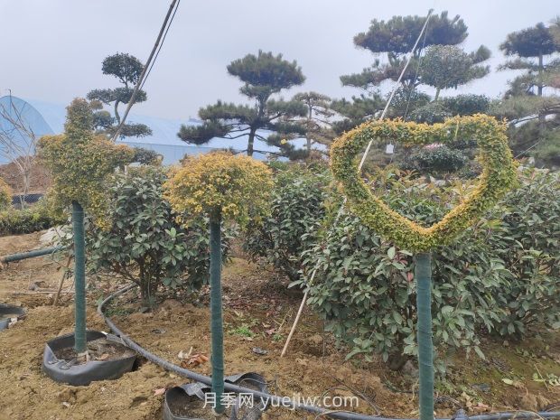綠化苗木種植怎樣養護？(圖1)