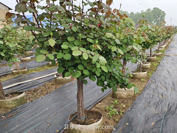 苗木栽植的深度多少***合適？(圖1)