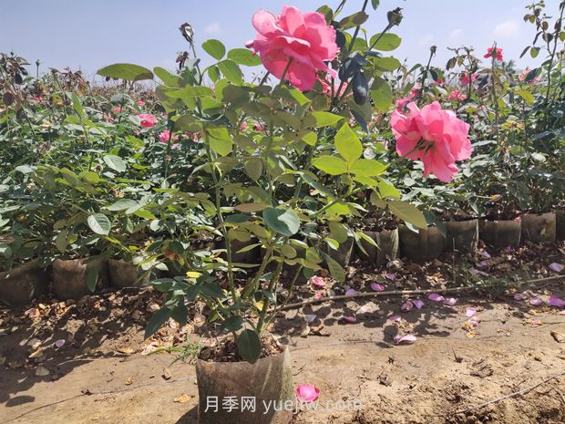 為什么夏季是苗木移植的淡季期呢？(圖1)