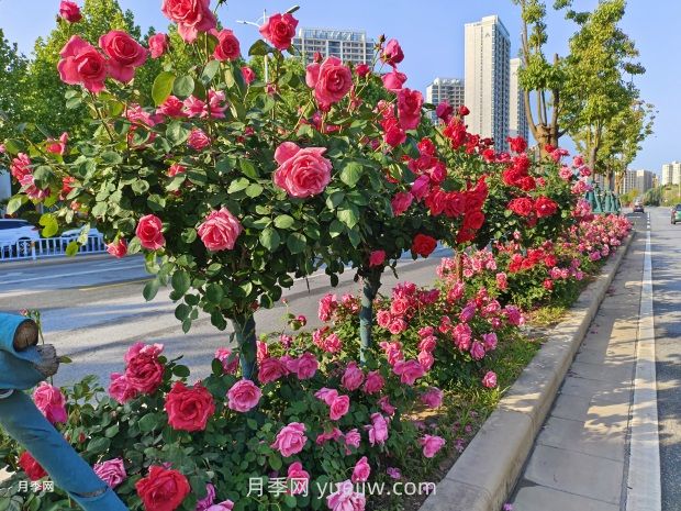 園林植物種植設計的原則是什么？(圖1)