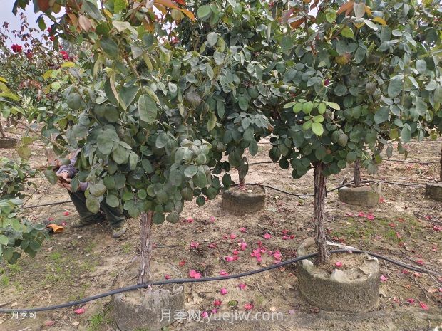苗木栽植養護注意事項(圖1)