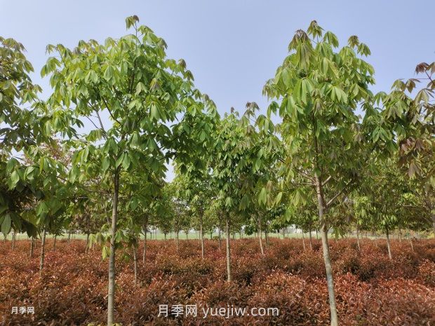 七葉樹(shù)品種介紹及發(fā)展概述(圖1)