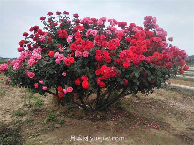 古樁月季樹(shù)苗起苗和裝車(chē)的注意事項(圖2)