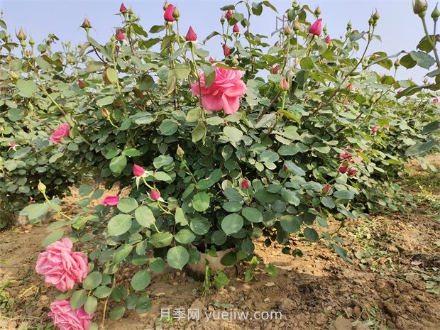 應對高溫種月季，夏天苗木種植如何提高成活率？(圖2)