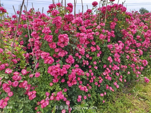 應對高溫種月季，夏天苗木種植如何提高成活率？(圖3)