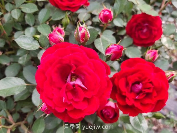 花卉植護葉子養護四點(diǎn)措施(圖1)
