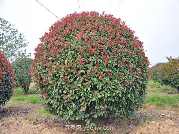 灌木修剪的原則與方法，時(shí)間和技術(shù)要點(diǎn)(圖2)