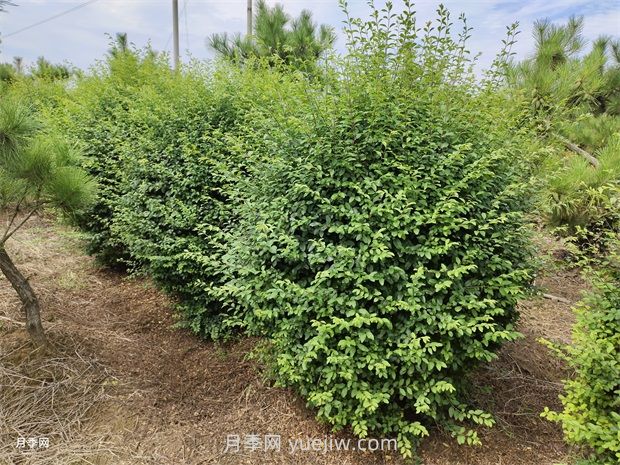 小葉女貞栽植都需要做什么？(圖1)