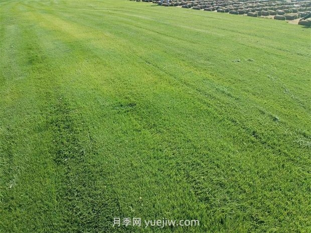 草坪的種植和栽植技術(shù)與應用(圖1)
