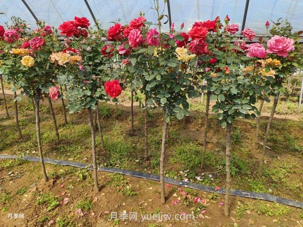 3公分獨桿月季價(jià)格多少錢(qián)？南陽(yáng)基地批發(fā)供應報價(jià)(圖3)