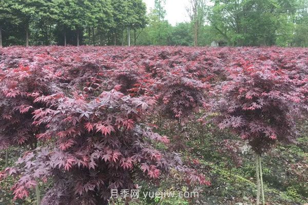 雞爪槭和紅楓的區別，四大不同之處(圖2)