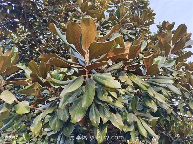 廣玉蘭是常綠樹(shù)還是落葉樹(shù)？(圖1)