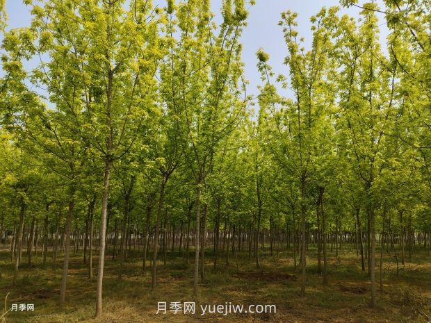 反季節移栽樹(shù)木的技術(shù)要點(diǎn)(圖1)
