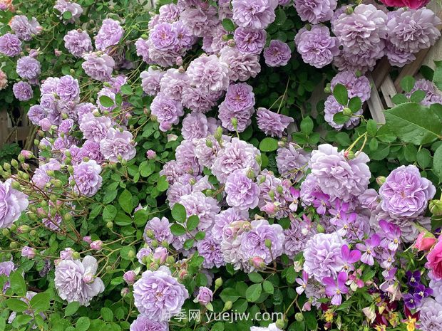 藍色陰雨月季，花開(kāi)如瀑的藍紫色爬藤(圖1)