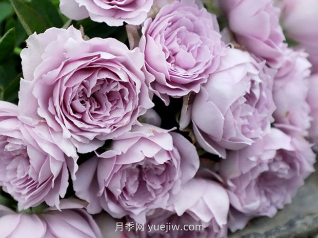 藍色陰雨月季，花開(kāi)如瀑的藍紫色爬藤(圖2)