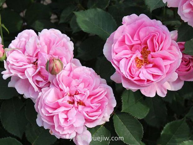 26個(gè)植物冷知識，讓你大開(kāi)眼界(圖1)
