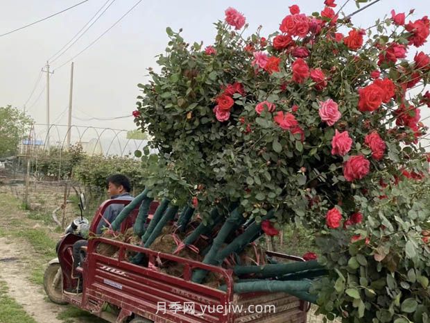 六月份園林養護技術(shù)要點(diǎn)(圖1)