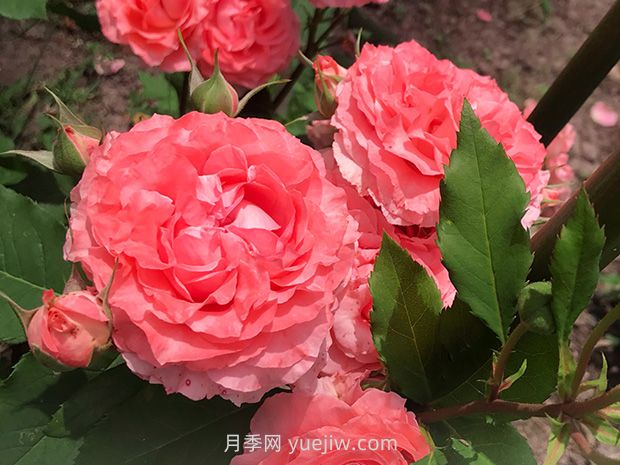月季花珊瑚果凍，花大香濃四季勤開(kāi)皮實(shí)好養活(圖1)