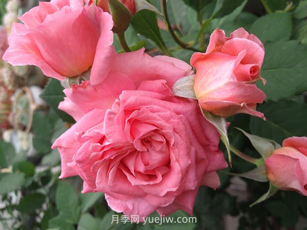 月季花珊瑚果凍，花大香濃四季勤開(kāi)皮實(shí)好養活(圖2)