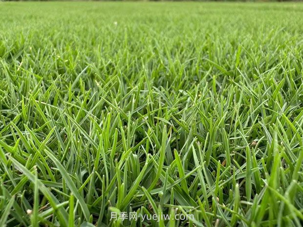 北方地區可以快速成坪的草種(圖1)
