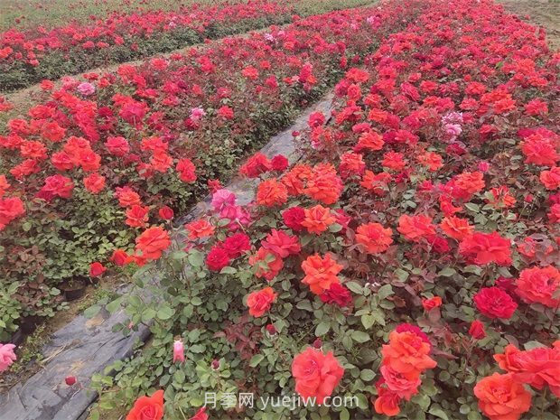 夏季高溫干旱對園林植物的影響和應對措施(圖1)