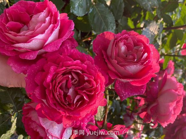 馬薩德醫生月季的優(yōu)缺點(diǎn)是什么？(圖1)