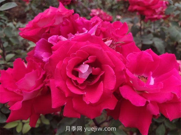 愛(ài)月季的優(yōu)缺點(diǎn)是什么？(圖1)