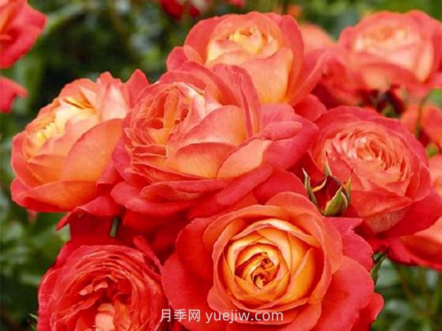 橙色浪漫月季的優(yōu)缺點(diǎn)是什么？(圖1)