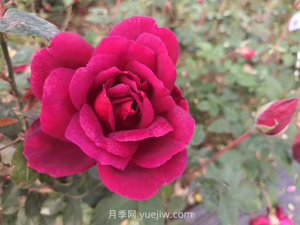 紫荷月季的優(yōu)缺點(diǎn)是什么？(圖1)