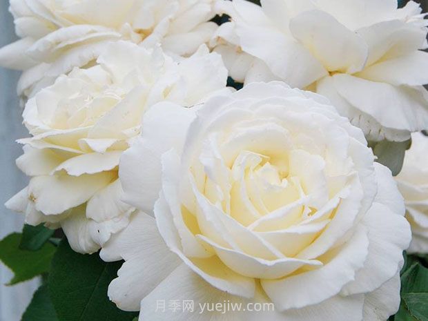 珍妮莫羅月季的優(yōu)缺點(diǎn)是什么？(圖1)