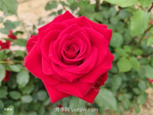 莎薩九零月季的優(yōu)缺點(diǎn)是什么？(圖1)