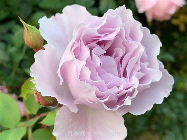 切花蜻蜓月季的優(yōu)缺點(diǎn)是什么？(圖1)