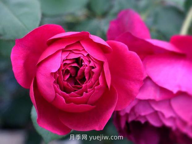秋日胭脂月季的優(yōu)缺點(diǎn)是什么？(圖1)