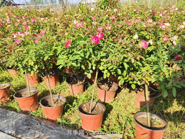 夏季月季管理做好這5點(diǎn)，長(cháng)勢旺盛，秋花更美(圖2)