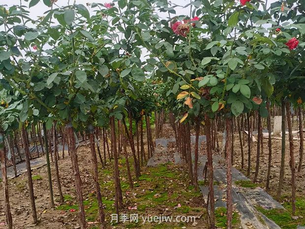 夏季月季管理做好這5點(diǎn)，長(cháng)勢旺盛，秋花更美(圖3)