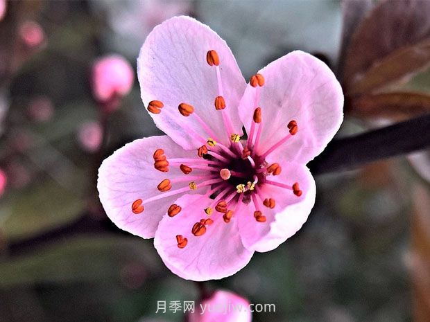 梅花養護和注意事項(圖1)