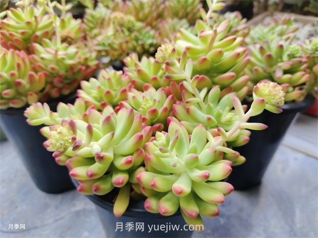 多肉植物怎么養護？教你多肉植物的種植方法(圖1)