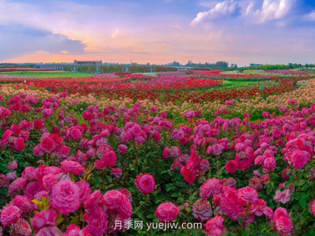 園林景觀(guān)樹(shù)木布置時(shí)需要注意哪些？(圖3)
