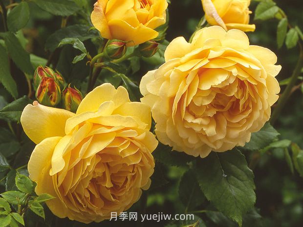 黃金慶典月季的優(yōu)缺點(diǎn)是什么？(圖1)