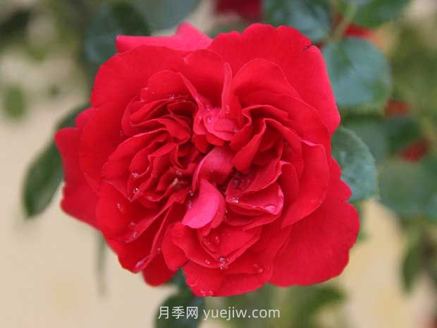 魯碩紅月季的優(yōu)缺點(diǎn)是什么？(圖1)