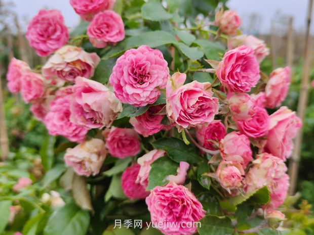 胭脂扣月季花的優(yōu)缺點(diǎn)是什么？(圖1)